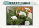 화훼식물의 학명 및 분류 69페이지