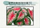 화훼식물의 학명 및 분류 70페이지