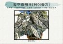 화훼식물의 학명 및 분류 71페이지