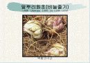 화훼식물의 학명 및 분류 74페이지