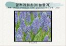 화훼식물의 학명 및 분류 75페이지
