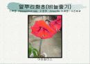 화훼식물의 학명 및 분류 78페이지