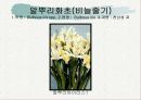 화훼식물의 학명 및 분류 82페이지