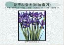 화훼식물의 학명 및 분류 83페이지