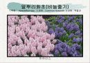 화훼식물의 학명 및 분류 87페이지