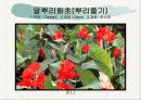 화훼식물의 학명 및 분류 89페이지