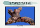 화훼식물의 학명 및 분류 91페이지