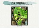 화훼식물의 학명 및 분류 95페이지