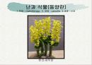 화훼식물의 학명 및 분류 96페이지
