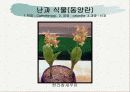 화훼식물의 학명 및 분류 97페이지