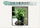 화훼식물의 학명 및 분류 98페이지
