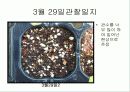 육묘관찰일지 11페이지