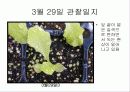 육묘관찰일지 12페이지