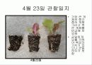 육묘관찰일지 21페이지