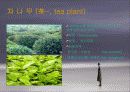 녹차의 주성분인 카테킨에 대해서 3페이지
