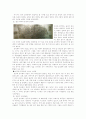 한국의 선사문화- 암각화 5페이지