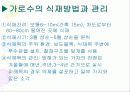 가로수의 기능과 수종관리(가로수의 기능과 수종관리 및 천안·아산 지역의 가로수 현황) 9페이지