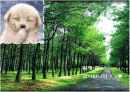 인간 각종 병리현상과 학습된 무기력이 왜 우울증과 관련 있는가? 22페이지