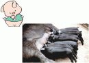  종교와 음식문화 5페이지
