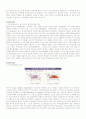 엔진발전사와 엔진별 특징 10페이지