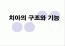 구강교육 ppt 입니다.. 초등학교 교생실습나갔을때 만듯것 2페이지