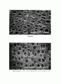WPC (Wood Polymer Composite) 목재- Polymer 복합체 5페이지