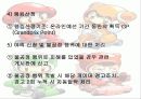 코크플레이 배 카트라이더에 대한 레포트(파워포인트) 15페이지