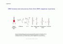 DNA repair와 cancer 4페이지