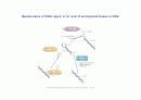 DNA repair와 cancer 7페이지