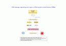 DNA repair와 cancer 15페이지