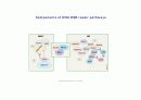 DNA repair와 cancer 19페이지
