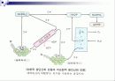 광합성(Photosynthesis)에 관해 10페이지