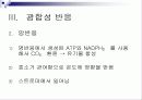 광합성(Photosynthesis)에 관해 11페이지