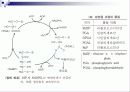 광합성(Photosynthesis)에 관해 13페이지