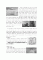 [환경스페셜] 2005 백두대간을 가다 ! - 감상문 3페이지