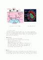 유전자 치료(Human Gene Transfer) 7페이지