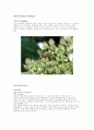 유시아강(Pteygota) 파리목(Diptera) 8페이지