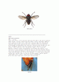 유시아강(Pteygota) 파리목(Diptera) 9페이지