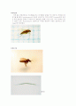 유시아강(Pteygota) 파리목(Diptera) 10페이지