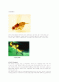 유시아강(Pteygota) 파리목(Diptera) 11페이지