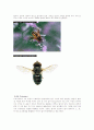 유시아강(Pteygota) 파리목(Diptera) 12페이지