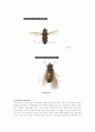유시아강(Pteygota) 파리목(Diptera) 13페이지