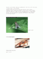 유시아강(Pteygota) 파리목(Diptera) 14페이지