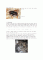 유시아강(Pteygota) 파리목(Diptera) 16페이지