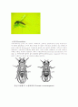 유시아강(Pteygota) 파리목(Diptera) 17페이지