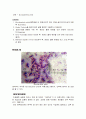 gram staining, acid-fast staining, spore staining 7페이지