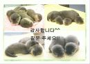 제조물 책임 배상 보험 37페이지