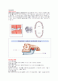 정상교합과 부정교합 1페이지
