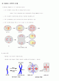 세포분열(cell division) 3페이지