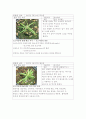 로즈마리 관찰일기 3페이지
